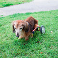 パレットライフ PaletteLife Adjustable Dog Wheelchair (for Miniature Dachshund) hind Legs Rehabilitation Light Weight Pet Supplies Dog Cart Wheels